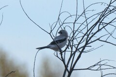 Lanius borealis sibiricus