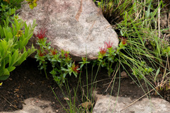 Acalypha glandulifolia