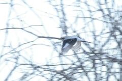Lanius borealis sibiricus
