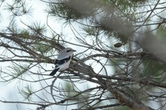 Lanius borealis sibiricus