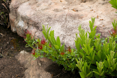 Acalypha glandulifolia