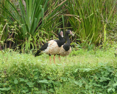Anseranas semipalmata
