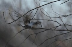 Lanius borealis sibiricus