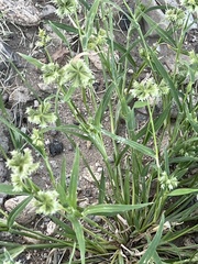 Dactyloctenium radulans