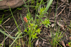 Acalypha glandulifolia