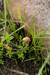 Acalypha glandulifolia