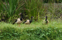 Anseranas semipalmata