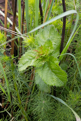 Acalypha peduncularis