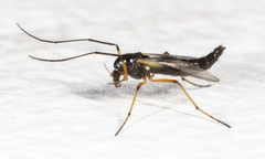 Demeijerea atrimanus