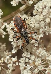 Sphedanolestes pulchellus