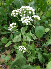 Ageratina