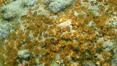 Cladocora caespitosa