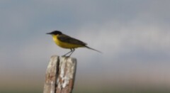 Motacilla flava feldegg