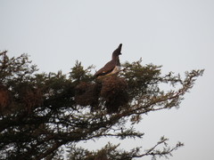 Corythaixoides leucogaster