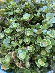 Sedum tetractinum