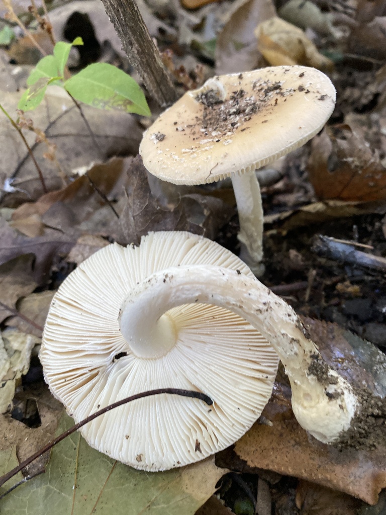Poison Champagne Amanita from Sharpless Rd, Hockessin, DE, US on October 7, 2022 at 1006 AM by