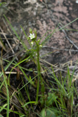 Alepidea natalensis