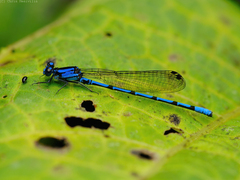 Argia elongata