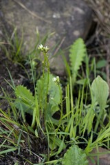 Alepidea natalensis
