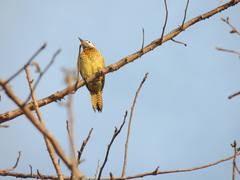 Colaptes punctigula