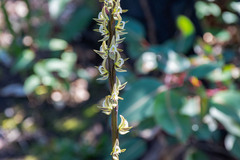 Prasophyllum elatum