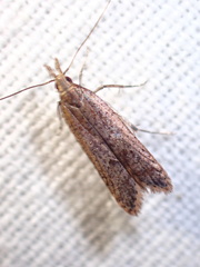 Dichomeris ligulella