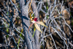 Caladenia rhomboidiformis