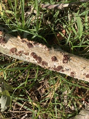 Peniophora albobadia