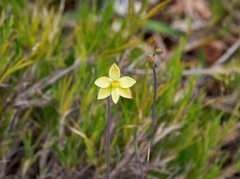 Thelymitra flexuosa