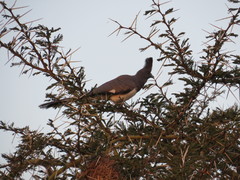 Corythaixoides leucogaster