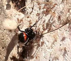 Steatoda paykulliana