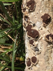 Peniophora albobadia