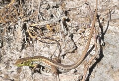 Ophisops elegans macrodactylus