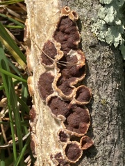 Peniophora albobadia