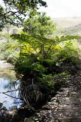 Cyathea