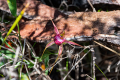 Caladenia applanata