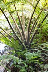 Cyathea