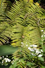 Cyathea