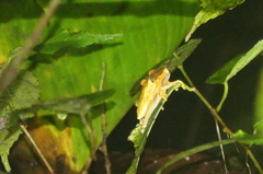 Dendropsophus ebraccatus
