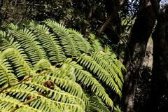 Cyathea