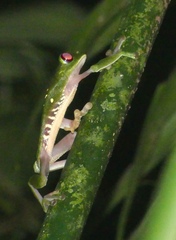 Agalychnis callidryas
