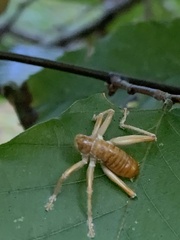 Camptonotus