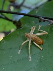 Camptonotus