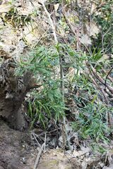 Asparagus falcatus