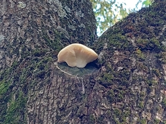 Spongipellis spumeus