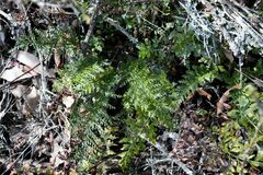 Asplenium rutifolium