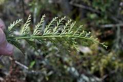 Asplenium rutifolium