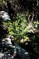 Asplenium rutifolium