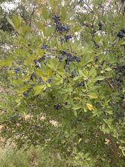 Forestiera pubescens