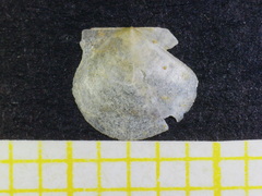 Cyclopecten hoskynsi